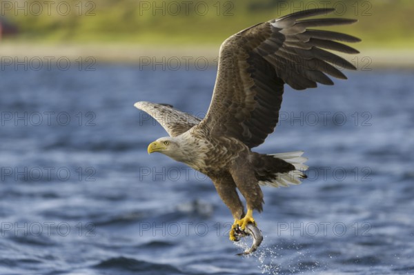 White-tailed Eagle (Haliaeetus albicilla) flying, Nord-Trondelag, Norway