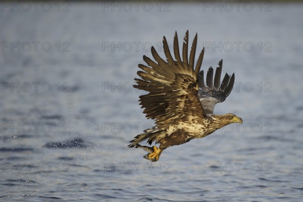 White-tailed Eagle (Haliaeetus albicilla) flying, Nord-Trondelag, Norway