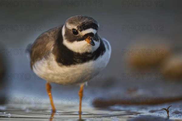 Common Ringed Plover (Charadrius hiaticula) foraging, North Rhine-Westphalia, Germany