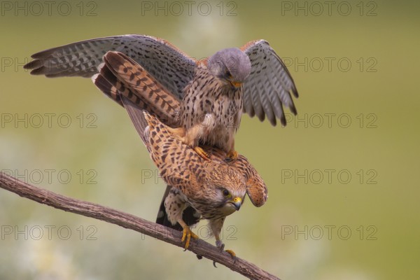 Common Kestrel (Falco tinnunculus) pair mating, perched on a branch, Subotica, Serbia