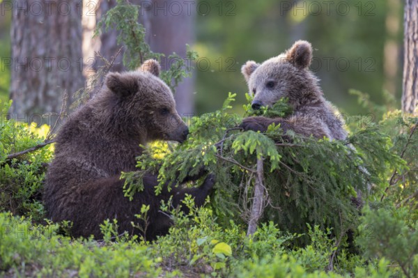 Eurasian Brown Bear (Ursus arctos) two cubs foraging in forest, Finland