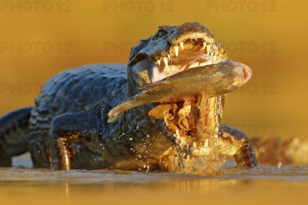 Crocodile catch fish in river water, evening light. Yacare Caiman, crocodile with fish in with open muzzle with big teeth, Pantanal, Bolivia. Detail portrait of danger reptile. Caiman with piranha