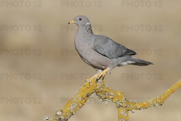 Band-tailed Pigeon (Patagioenas fasciata), California, USA