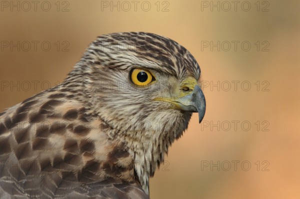 Northern Goshawk (Accipiter gentilis) juvenile, Utrecht, Netherlands