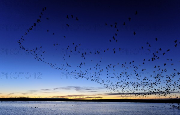 Snow Goose (Anser caerulescens) flying, New Mexico, USA