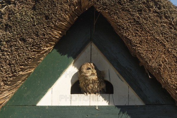 Tawny Owl (Strix aluco), Hamburg, Germany