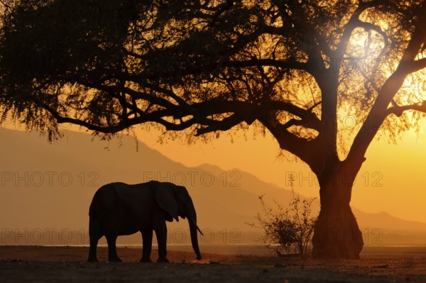 Sunset, Elephant feeding tree branch. Elephant at Mana Pools NP, Zimbabwe in Africa. Big animal in the old forest. evening orange light, sun set. Magic wildlife scene in nature