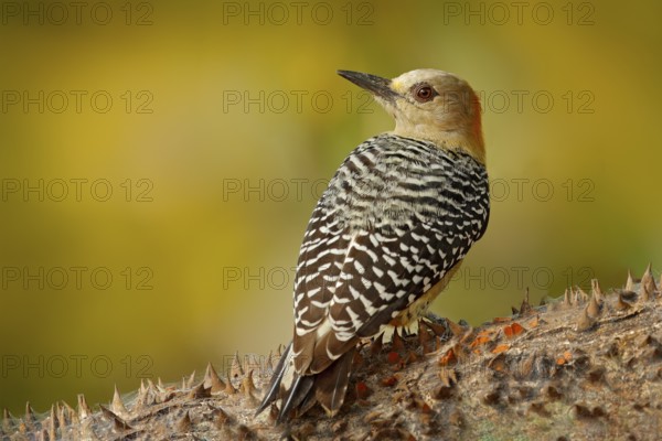 Woodpecker from Costa Rica, Hoffmann's Woodpecker, Melanerpes hoffmanni, sitting on the tree trunk with nesting hole, bird in the nature habitat, Costa Rica. Birdwatching in South America