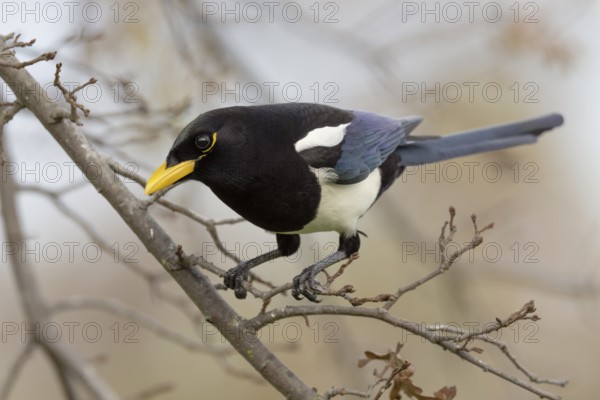 A Yellow-billed Magpie (Pica nuttalli), endemic to California, perched in a deciduous oak tree near Sacramento in California's Central Valley