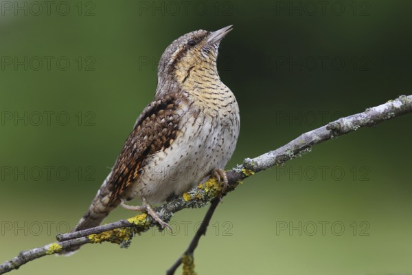 Eurasian Wryneck (Jynx torquilla), Baden-Wuerttemberg, Germany