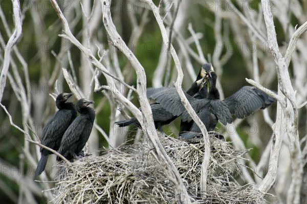 Little Pied Cormorant (Microcarbo melanoleucos) feeding juveniles in nest, North Island, New Zealand