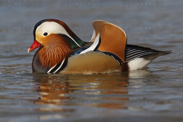 Mandarin Duck (Aix galericulata) male, Baden-Wuerttemberg, Germany