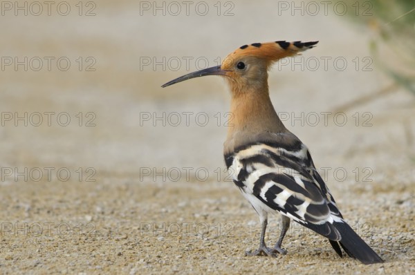 Eurasian Hoopoe (Upupa epops), Camargue, France