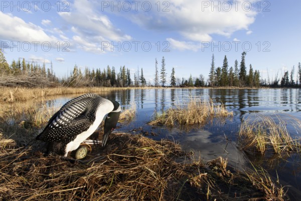 Great Northern Loon (Gavia immer) female, British Columbia, Canada