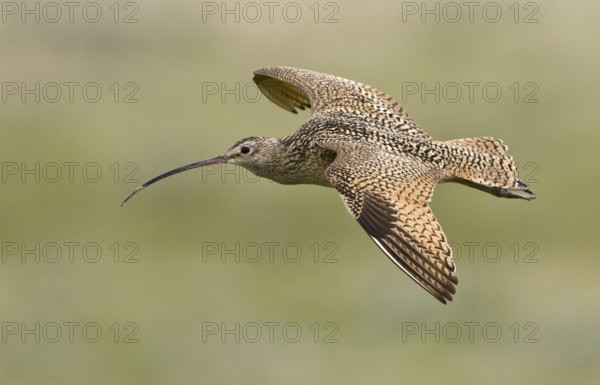 Long-billed Curlew (Numenius americanus), Alberta, Canada