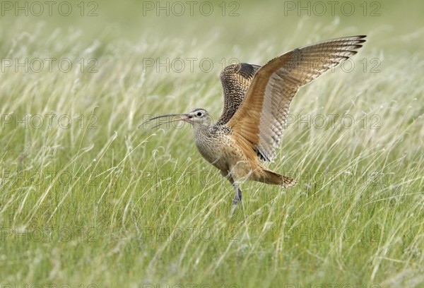 Long-billed Curlew (Numenius americanus), Alberta, Canada