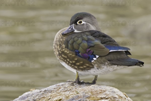 Wood Duck (Aix sponsa) female, New Mexico, USA