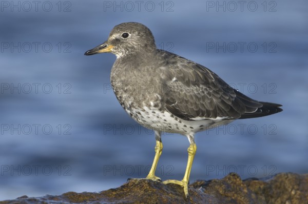 Surfbird (Calidris virgata), British Columbia, Canada