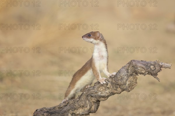 Short-tailed Weasel (Mustela erminea) close-up on tree trunk, Castile-La Mancha, Spain