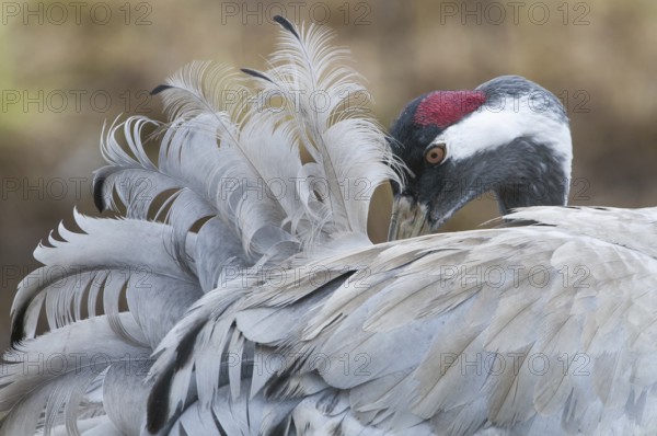 Common Crane (Grus grus), Mecklenburg-Western Pomerania, Germany