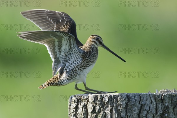 Common Snipe (Gallinago gallinago), Lower Saxony, Germany