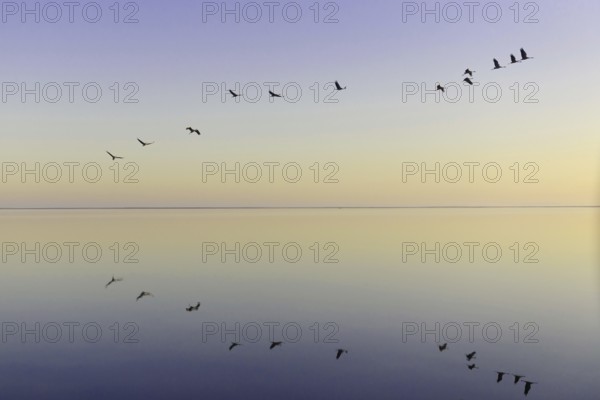 Common Crane (Grus grus) flying, Lower Saxony, Germany