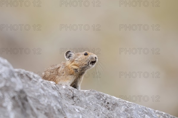 American pika (Ochotona princeps) sits calling on a rock, Jasper National Park, Alberta, Canada