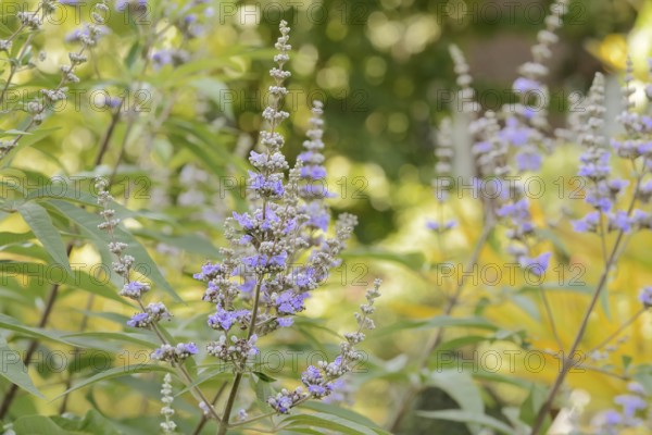 Monk's pepper or chaste tree (Vitex agnus-castus, Agnus-castus vulgaris, Vitex verticillata), flowering, North Rhine-Westphalia, Germany