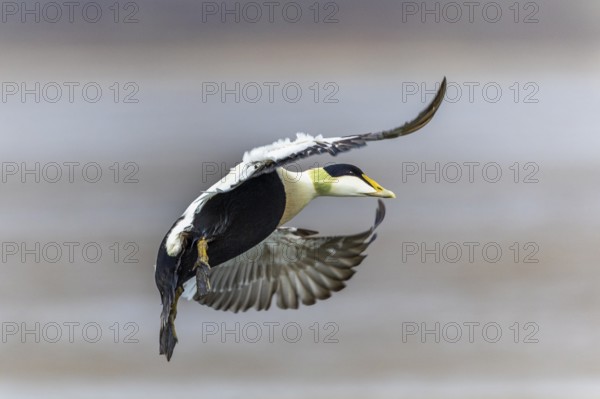 Eider duck (Somateria mollissima), drake flying, duck birds (Anatidae), Aventdalen, Longyearbyen, Spitsbergen, Svalbard