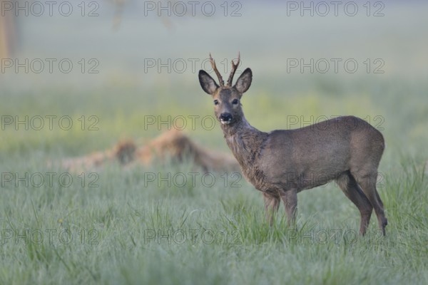 Magnificent roebuck... Roe deer (Capreolus capreolus) at an early hour on a dewy meadow, looking attentively into the camera, Lower Rhine, Rhine district Neuss, North Rhine-Westphalia, Germany, Western Europe