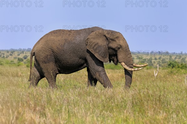 African elephant (Loxodonta africana), adult, foraging, Kruger, Kruger National Park, South Africa