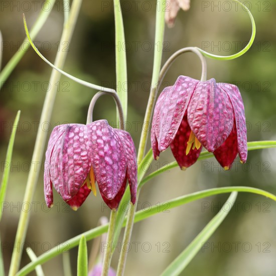 Snake's Head Fritillary (Fritillaria meleagris), two flowers in a meadow, inflorescence, early bloomer, spring, Wilnsdorf, North Rhine-Westphalia, Germany