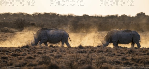 Southern white rhinoceros (Ceratotherium simum simum), Khama Rhino Sanctuary, Serowe, Botswana