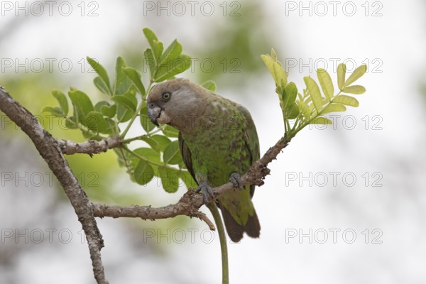 Brown-headed Parrot (Poicephalus cryptoxanthus), South Africa