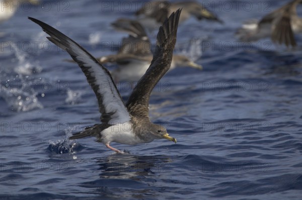 Cory's Shearwater (Calonectris borealis), North Carolina, USA