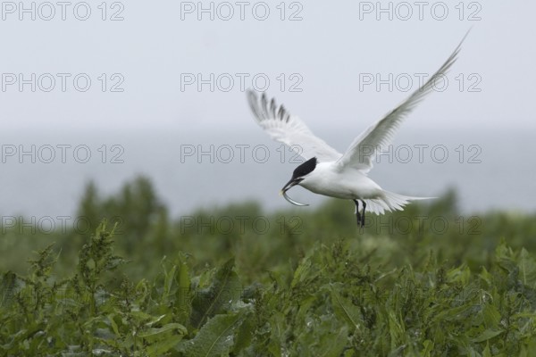 Sandwich Tern (Thalasseus sandvicensis), Scotland, United Kingdom