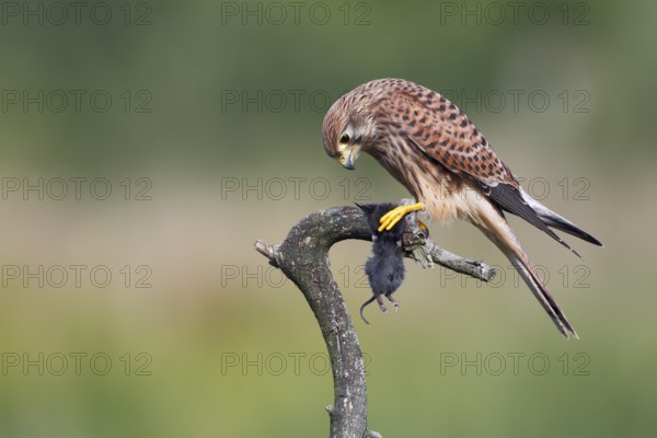 Turmfalke, lat. Falco tinnunculus, Weibchen im Jugendkleid mit einer Maus auf trockenem Ast