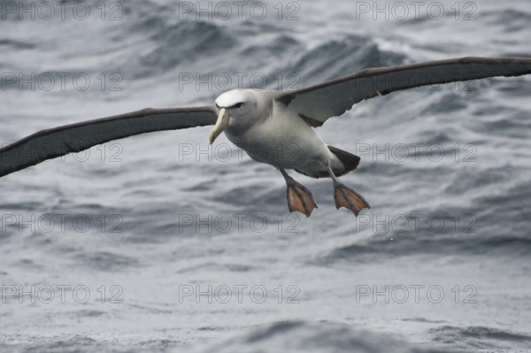 Salvin's Albatross (Thalassarche salvini), New Zealand