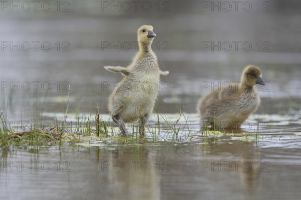 Graugans Kücken (Anser anser) Greylag Goose Chicks