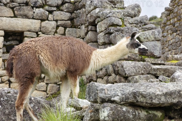 Llama (Lama glama), Machu Picchu, Sacred Valley, Peru