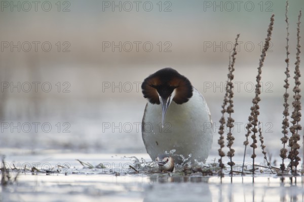 Great Crested Grebe (Podiceps cristatus) pair mating, Saxony, Germany