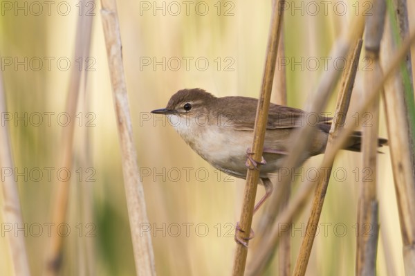 Savi's Warbler (Locustella luscinioides), Vorarlberg, Austria