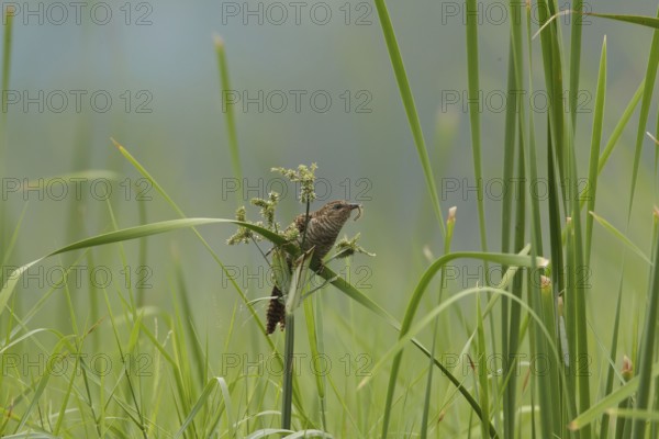 Plaintive Cuckoo (Cacomantis merulinus), Khao Yai, Thailand