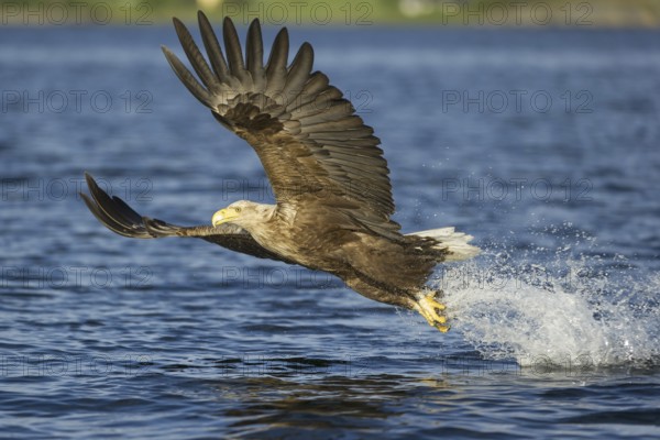 White-tailed Eagle (Haliaeetus albicilla) flying, Nord-Trondelag, Norway