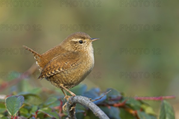 Eurasian Wren (Troglodytes troglodytes), Baden-Wuerttemberg, Germany