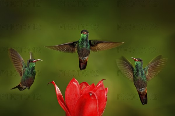 Three birds with red flower. Rufous-tailed Hummingbird, Amazilia tzacatl, bird flying next to beautiful red rose hibiscus flower in nature habitat with green background, bird from mountain