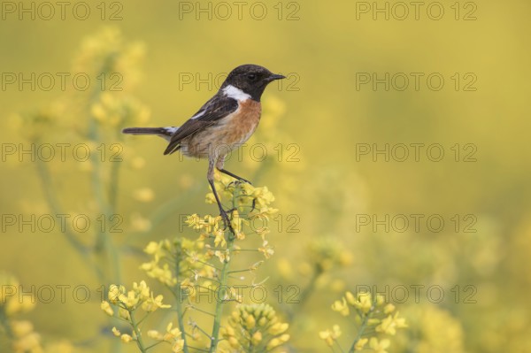 European Stonechat (Saxicola rubicola) male perched in a rape field, Poland