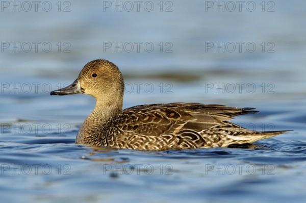 Northern Pintail (Anas acuta) female, British Columbia, Canada