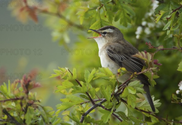 Sedge Warbler (Acrocephalus schoenobaenus) singing, Schleswig-Holstein, Germany