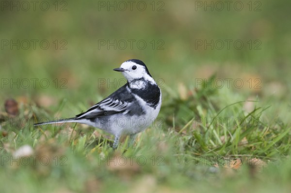 Pied Wagtail - Trauerbachstelze - Motacilla alba ssp. yarelli, Great Britain